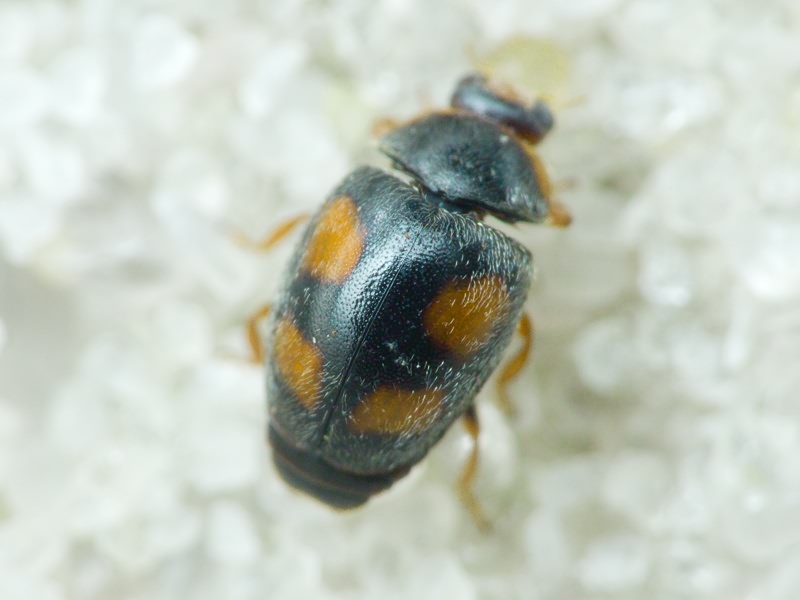 Scymnus frontalis (Fabricius, 1787)